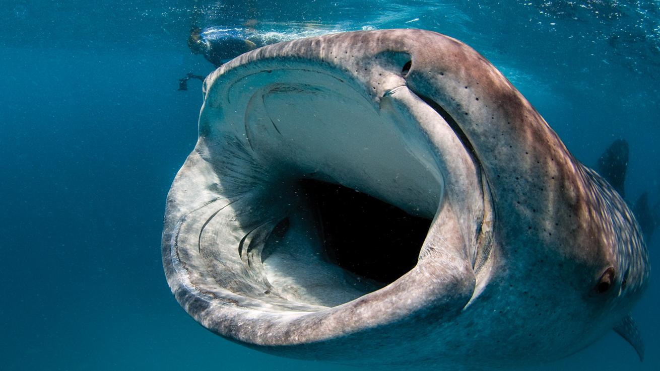 whale sharks maldives