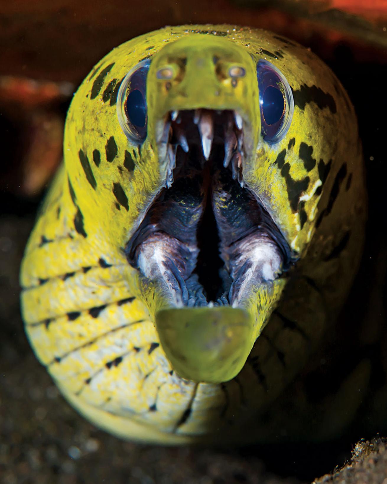 moray eel