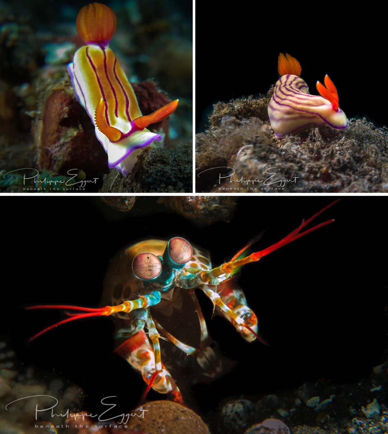 macro underwater photography