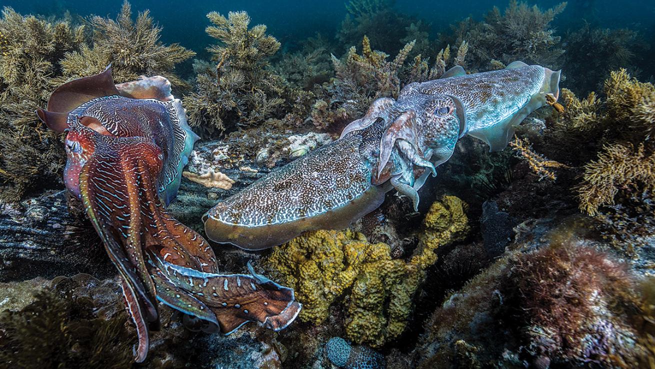 cuttlefish
