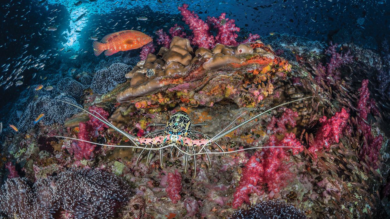 andaman liveaboard