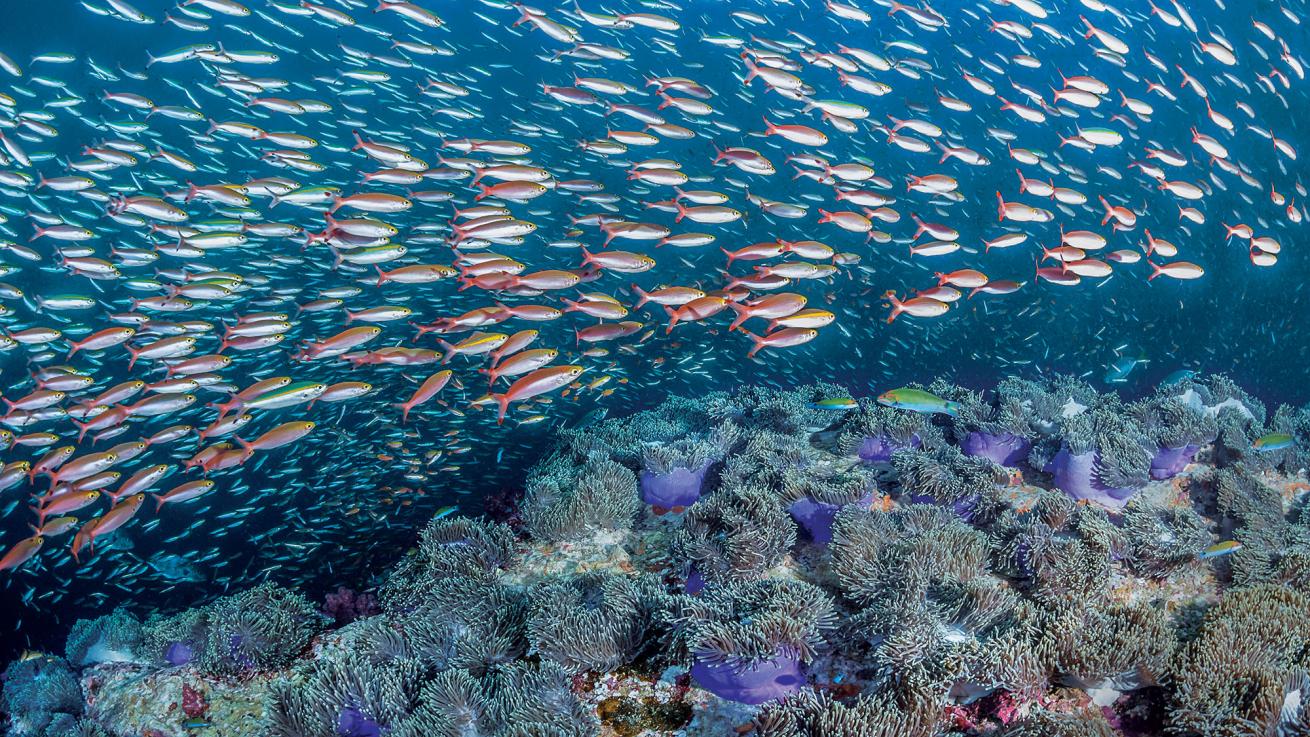 andaman liveaboard
