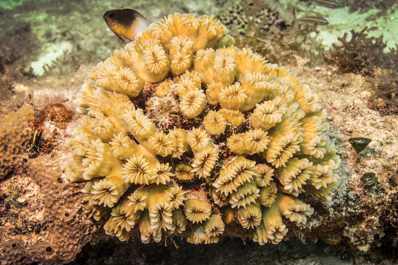smooth flower coral