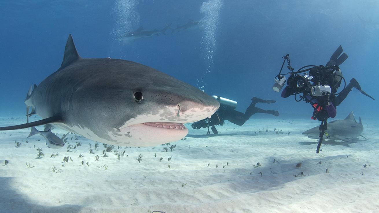 shark attacks