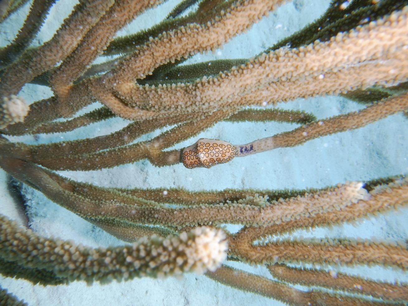 Flamingo tongue in Curacao 