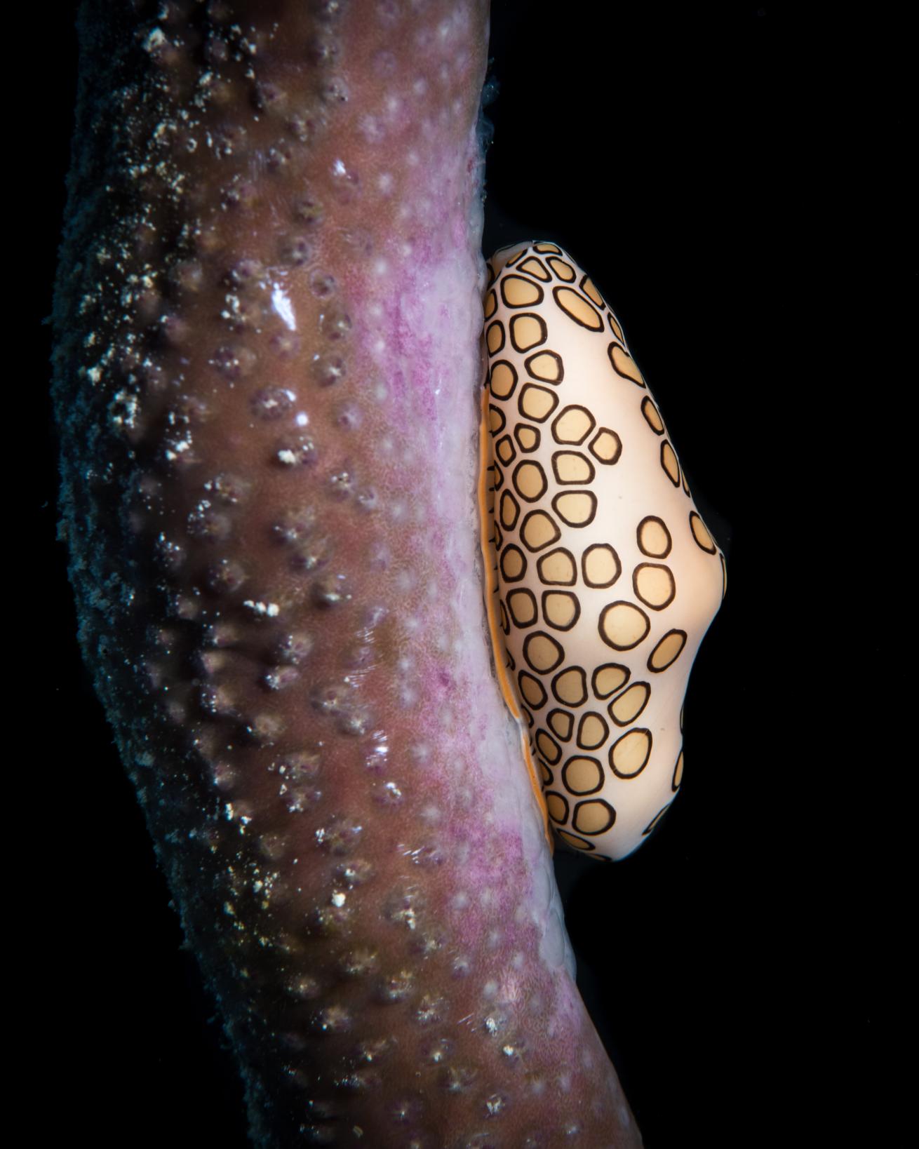 flamingo tongue in Bahamas