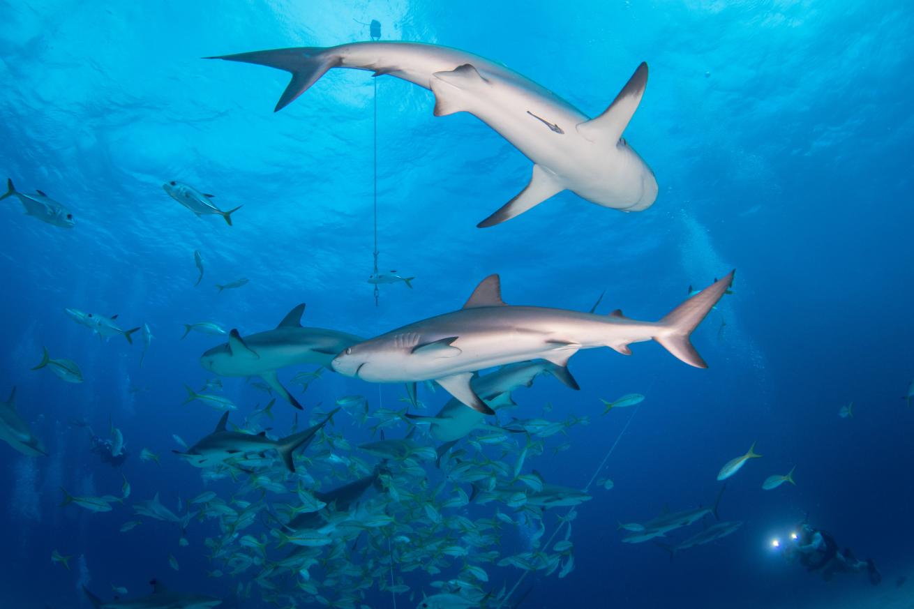 shark diving Aqua Cat