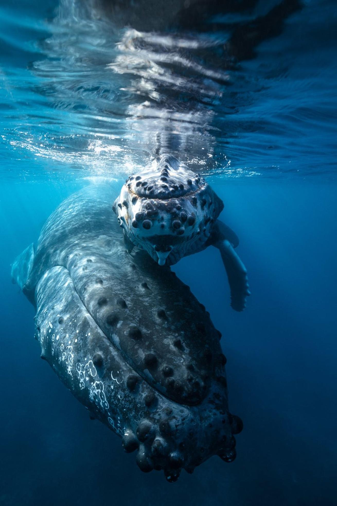 gabriel barathieu wa first 2019 photocontest