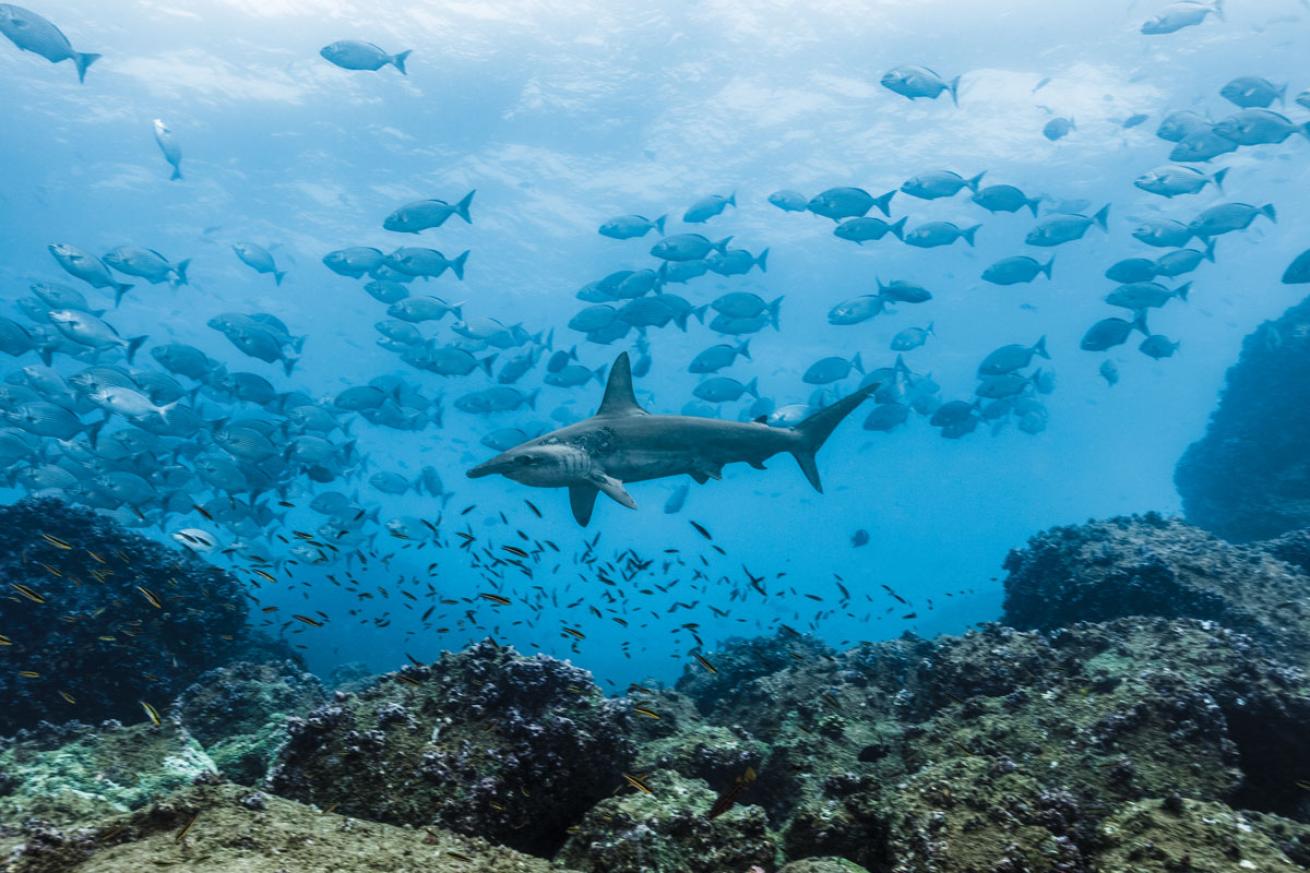 Hammerhead in Galapagos