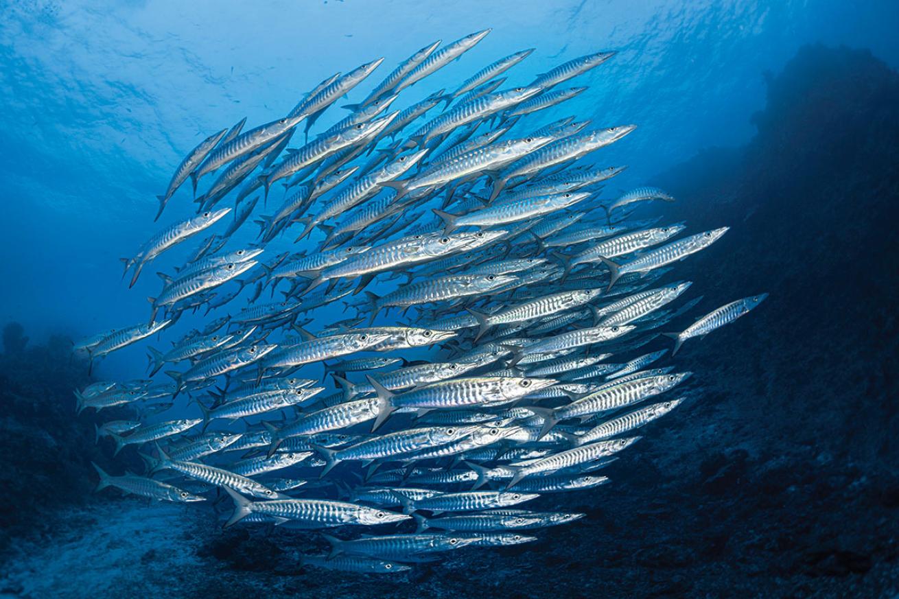Barracuda Fiji