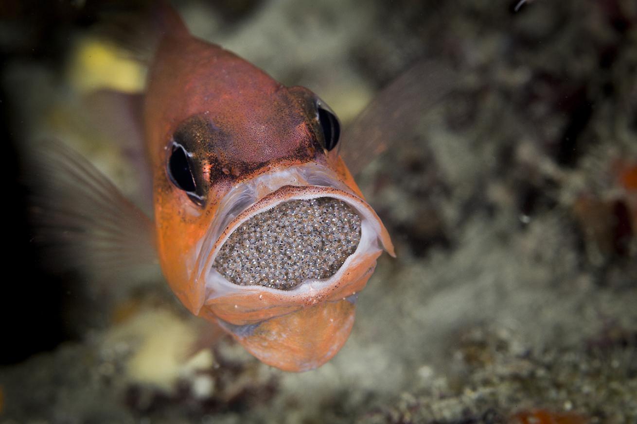 Brooding cardinalfish