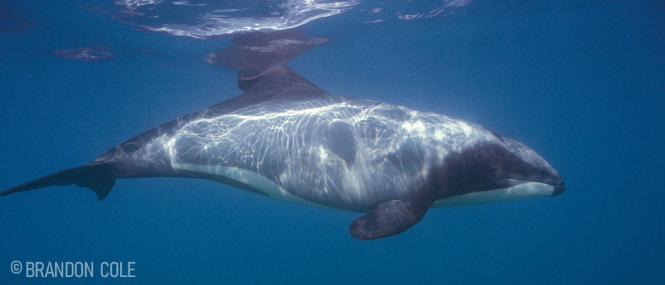 Hector&#039;s Dolphin New Zealand