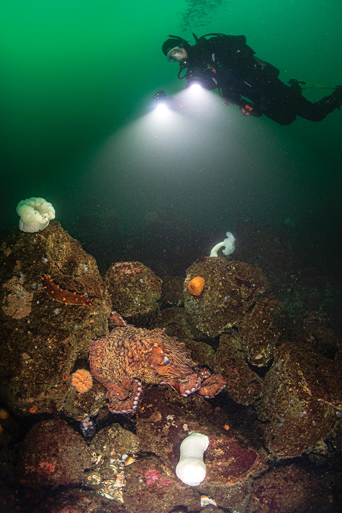 Drysuit diver watches an octopus