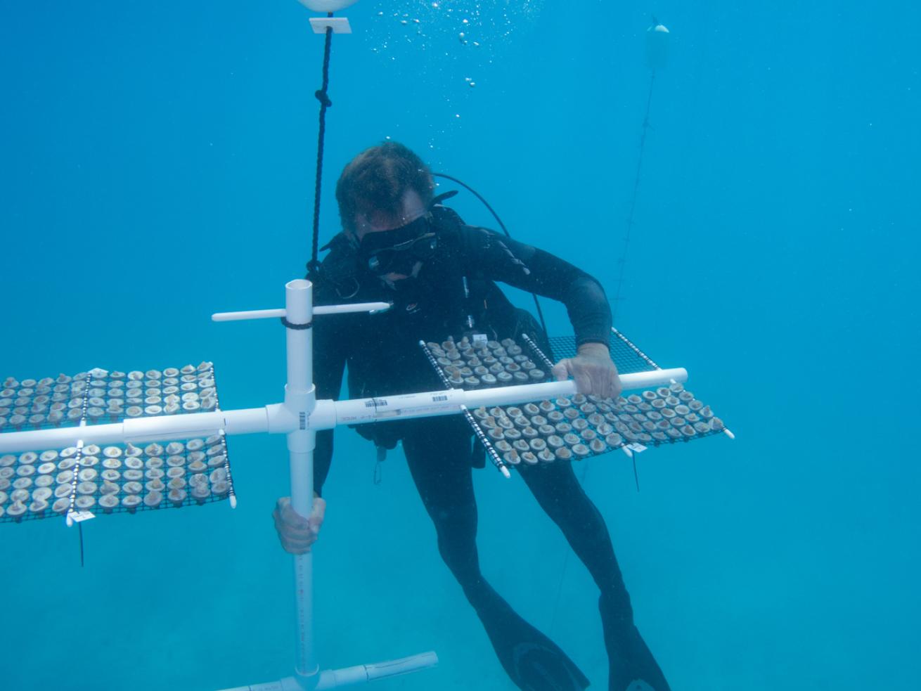 Reef Renewal Volunteers