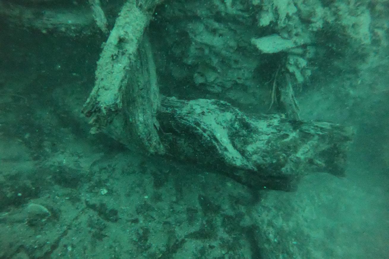Sunken forest log