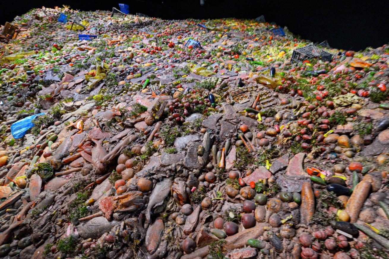 Discarded Fish and Food