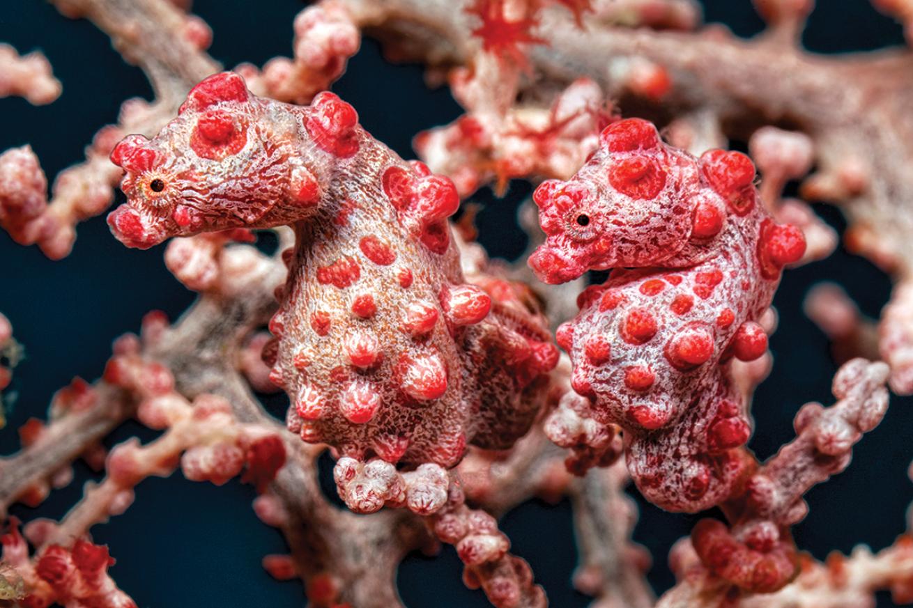 Pair of pygmy seahorses in Raja Ampat, Indonesia