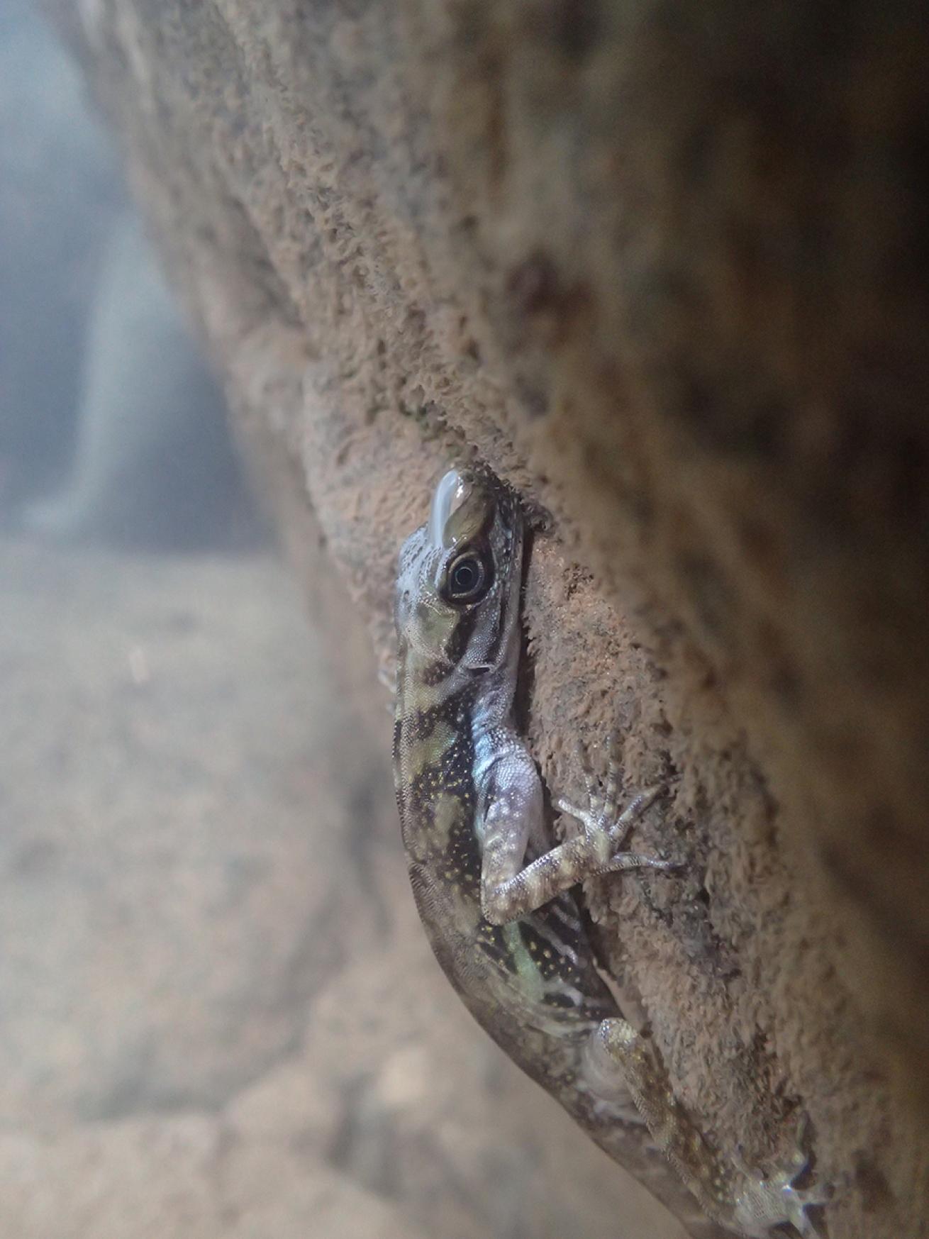 A lizard with a bubble stuck to its nose clings to the brown bed material in a waterway.