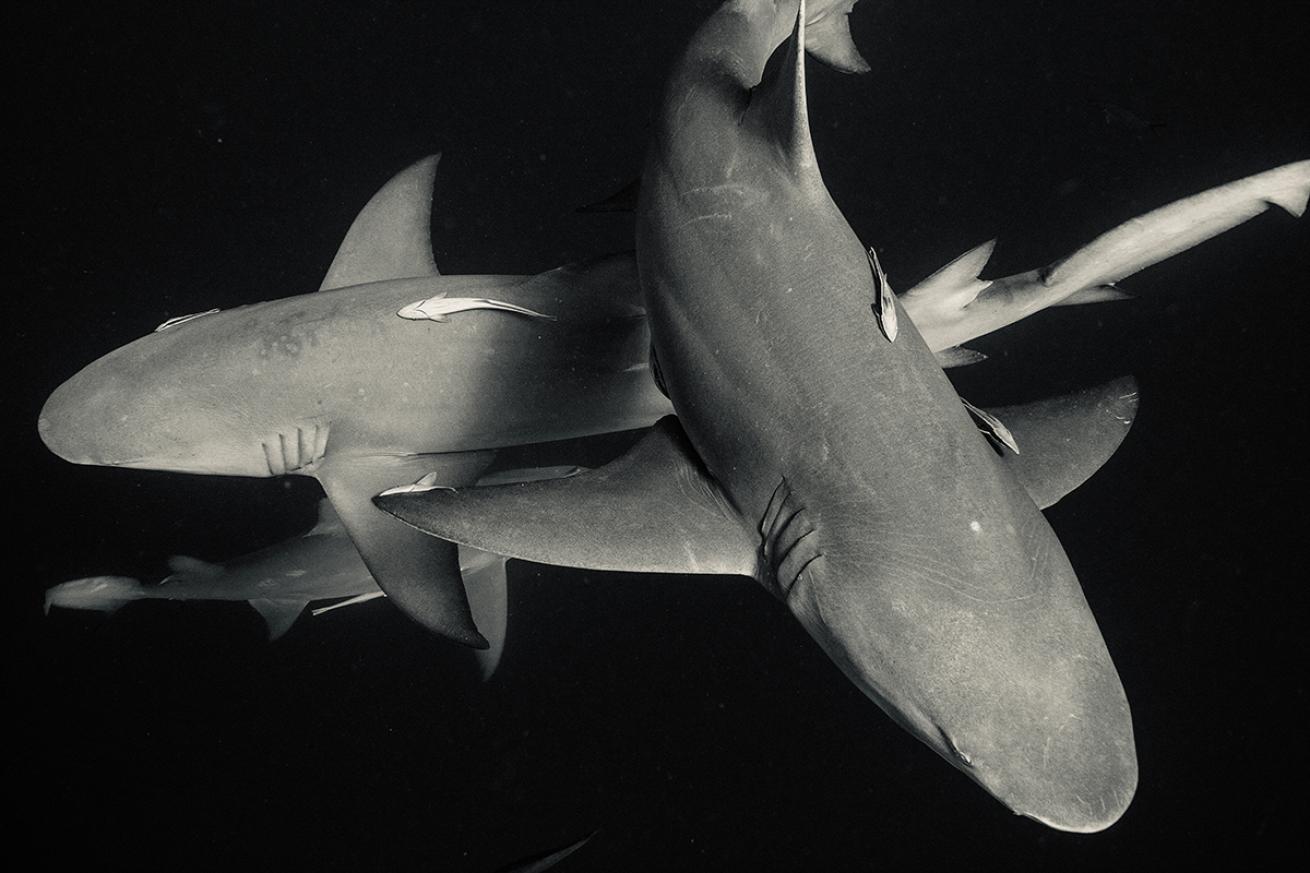 Sharks swimming