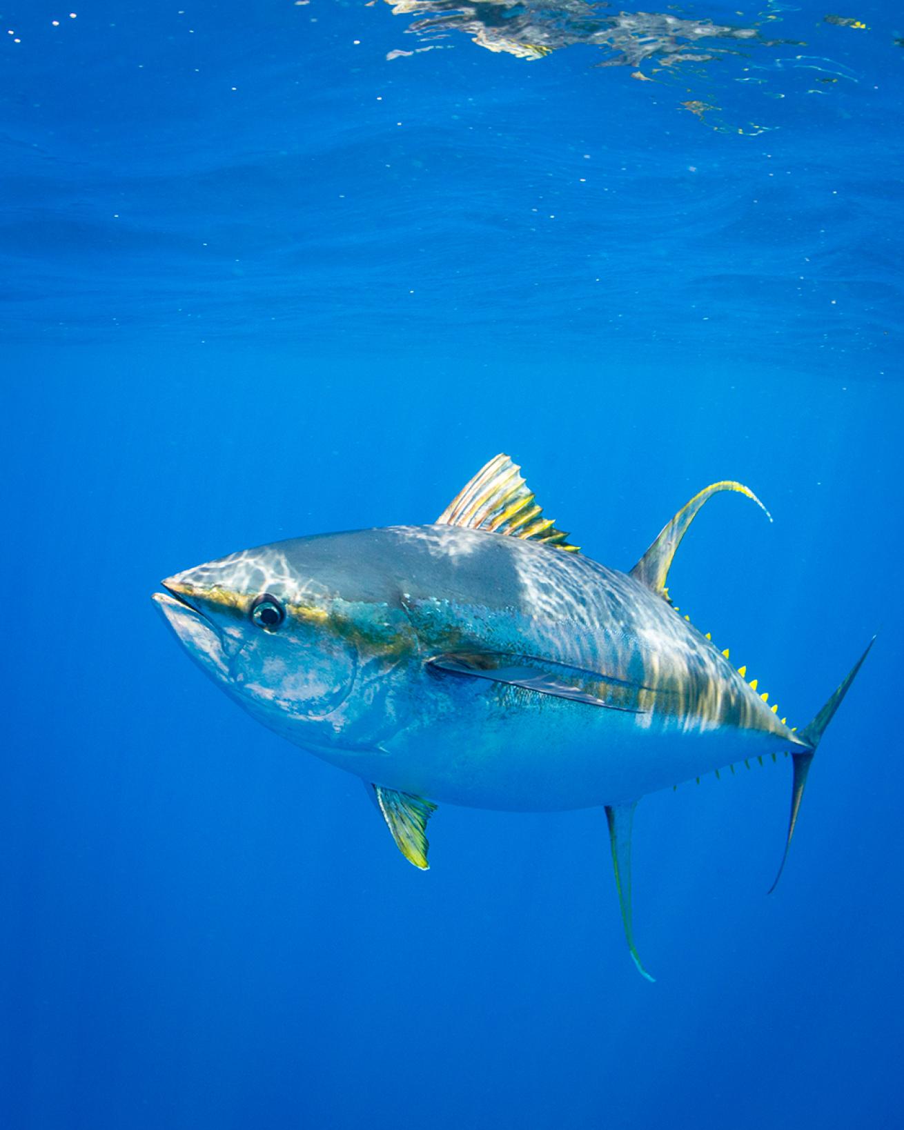 Yellowfin tuna
