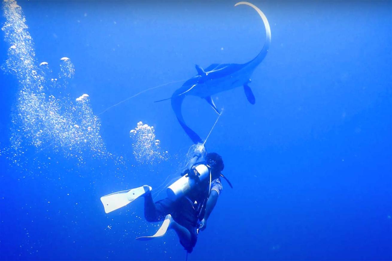 manta rescue