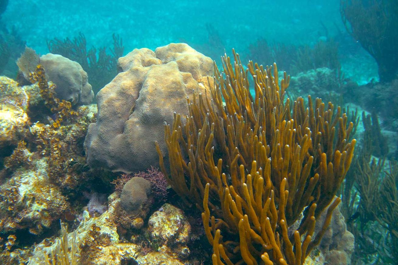 Mesoamerican reef