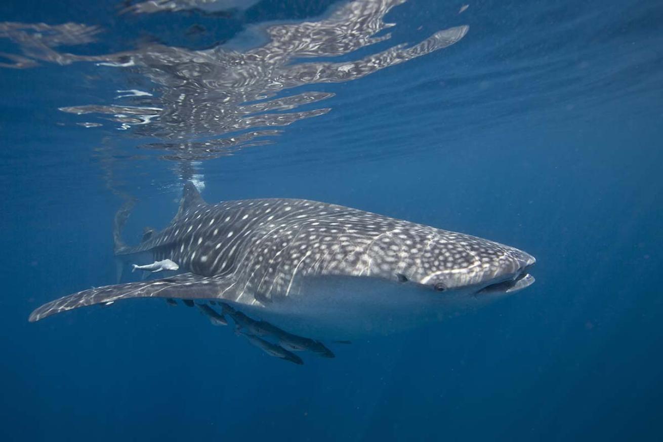 Whale shark with remoras