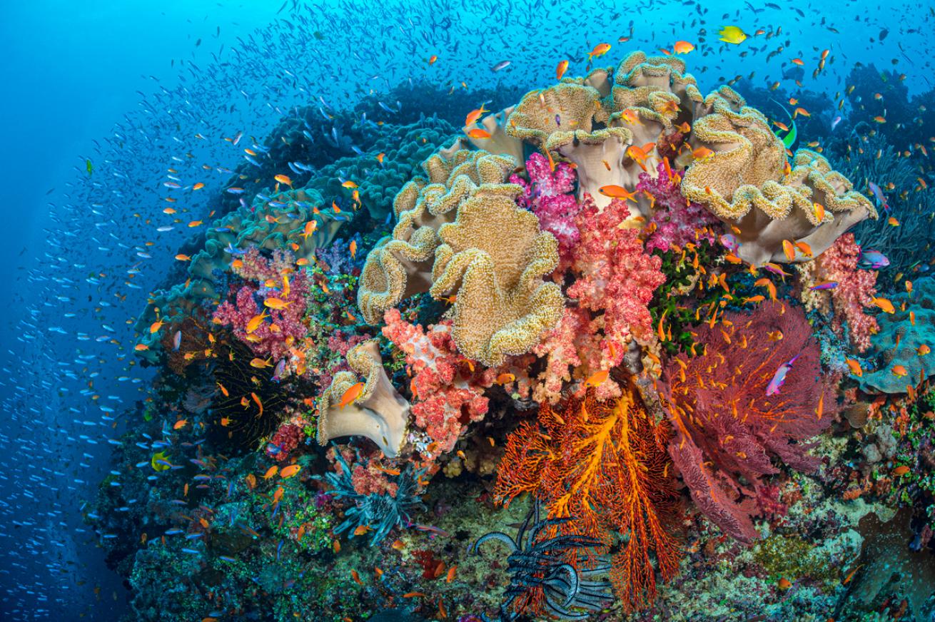 fj15alexmustard.scubadivingmagazine.november2021