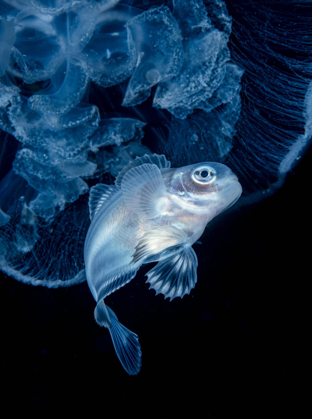 Driftfish - Brandon Cole - Scuba Diving Magazine - December 2021