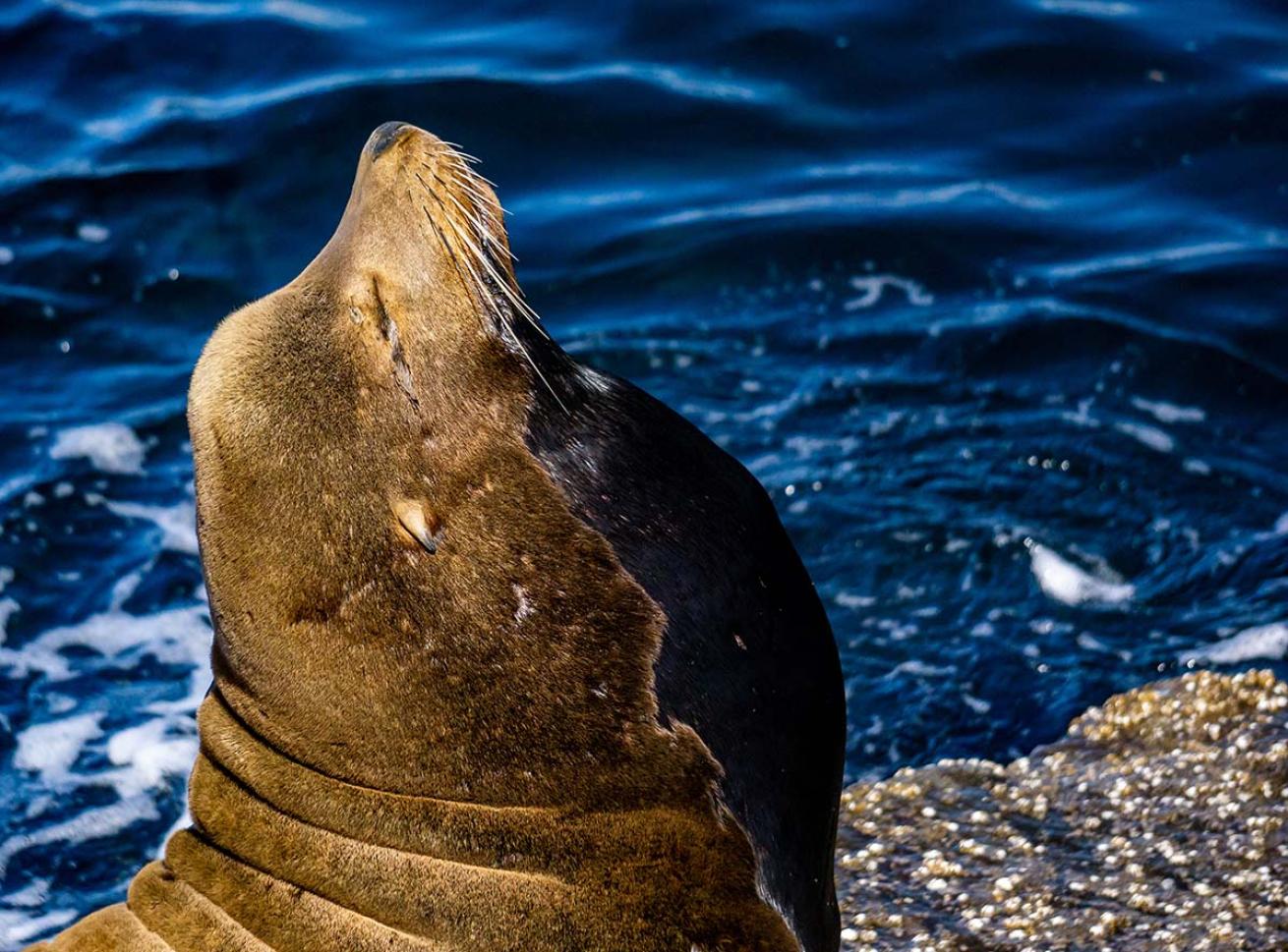Sea lion