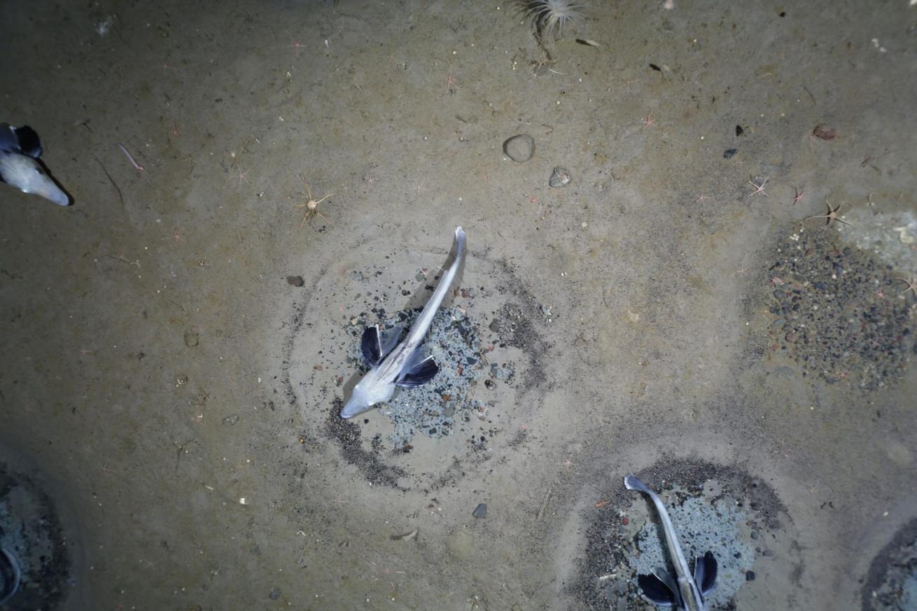 Icefish nests