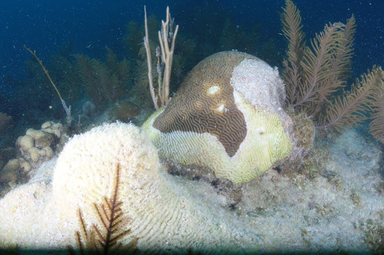 Diseased coral
