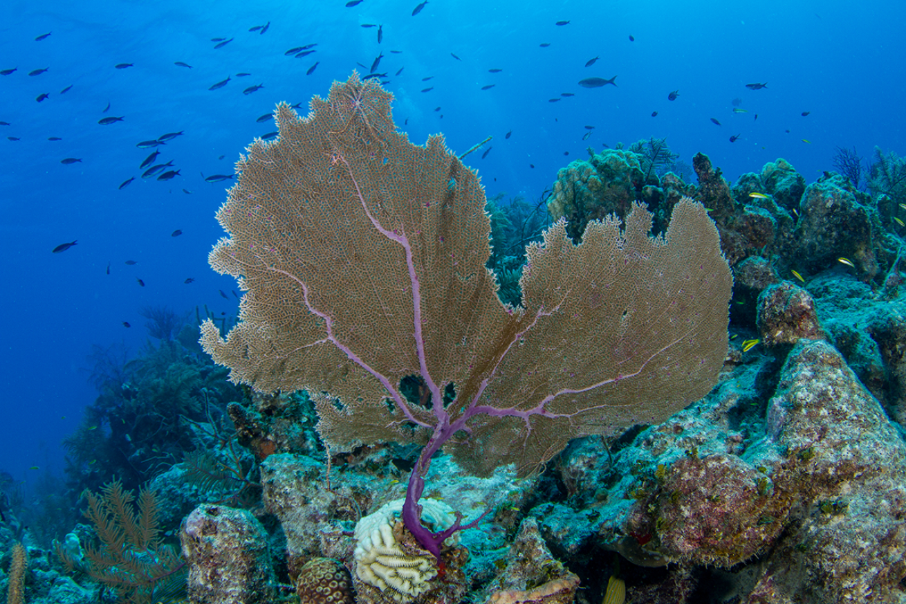 Sea fan