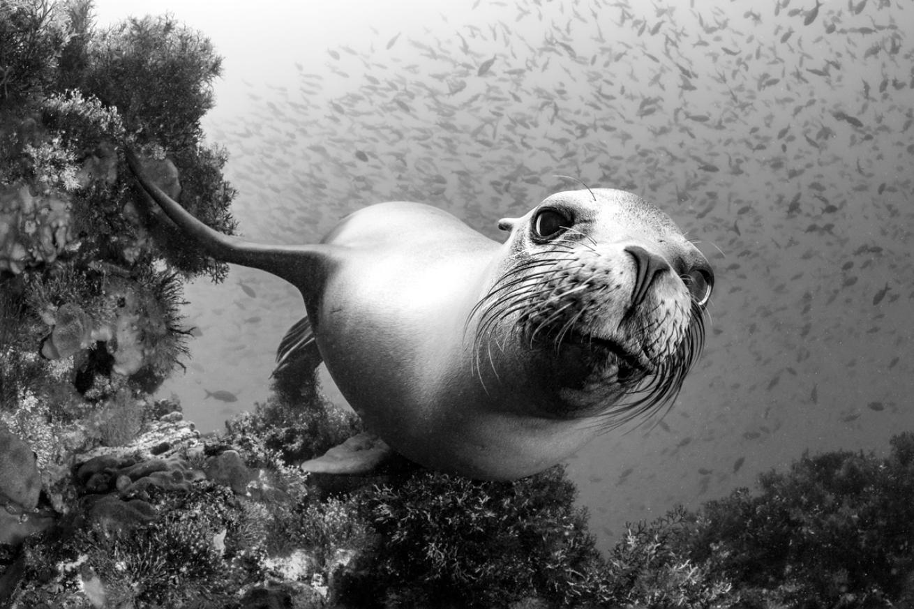 sealion.alexmustard.scubadivingmagazine.april2022