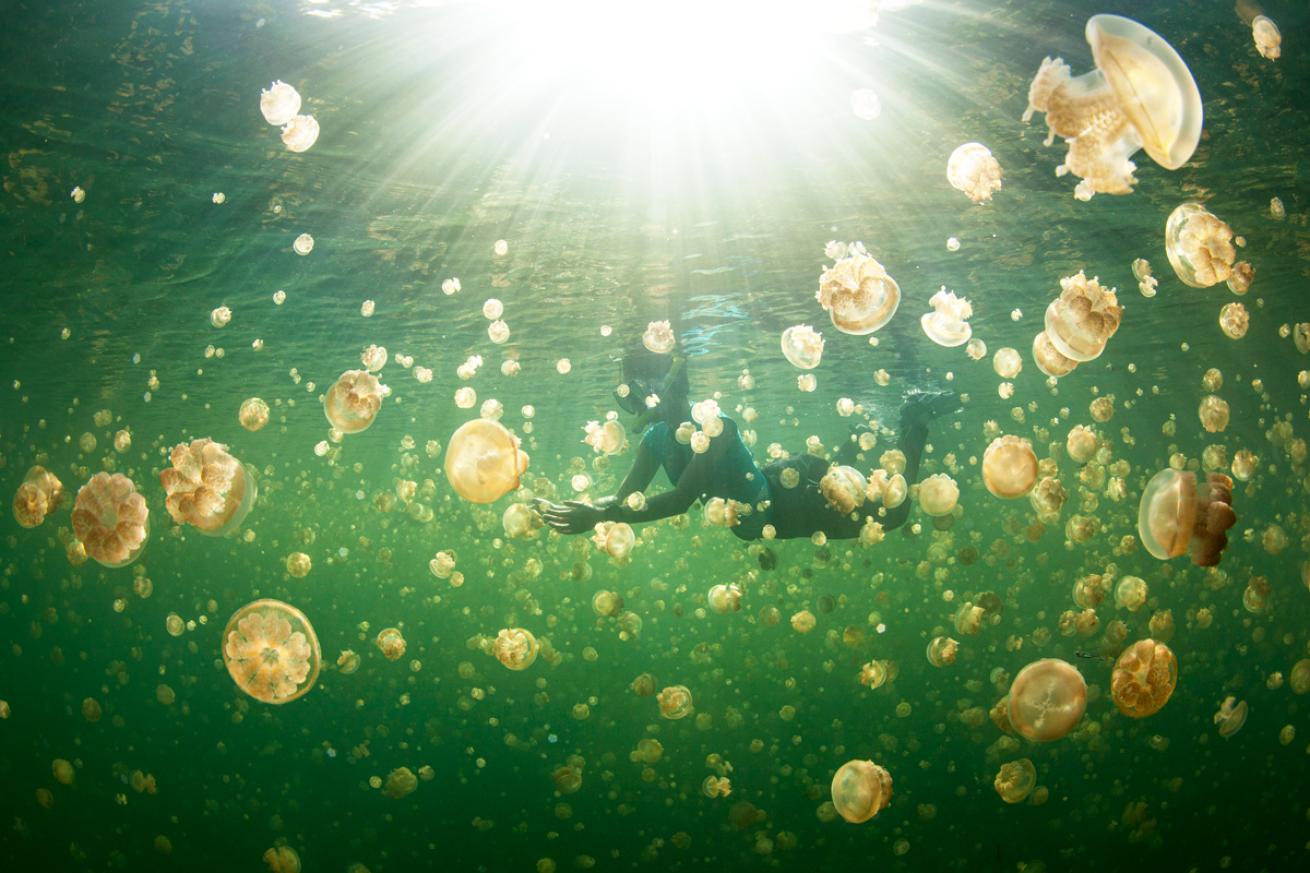jellyfishlake2.scubadivingmagazine.may2022
