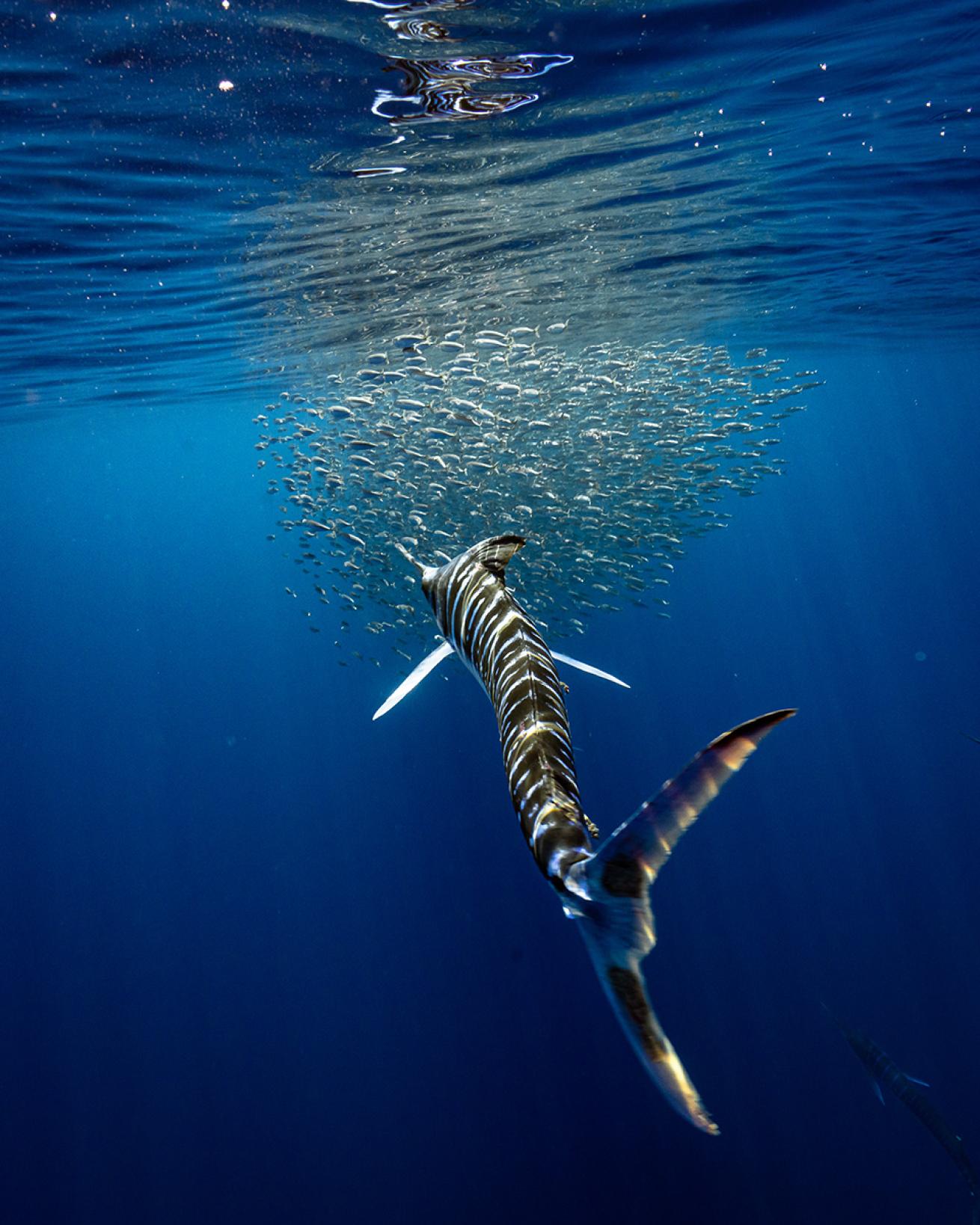 Striped marlin with baitball 