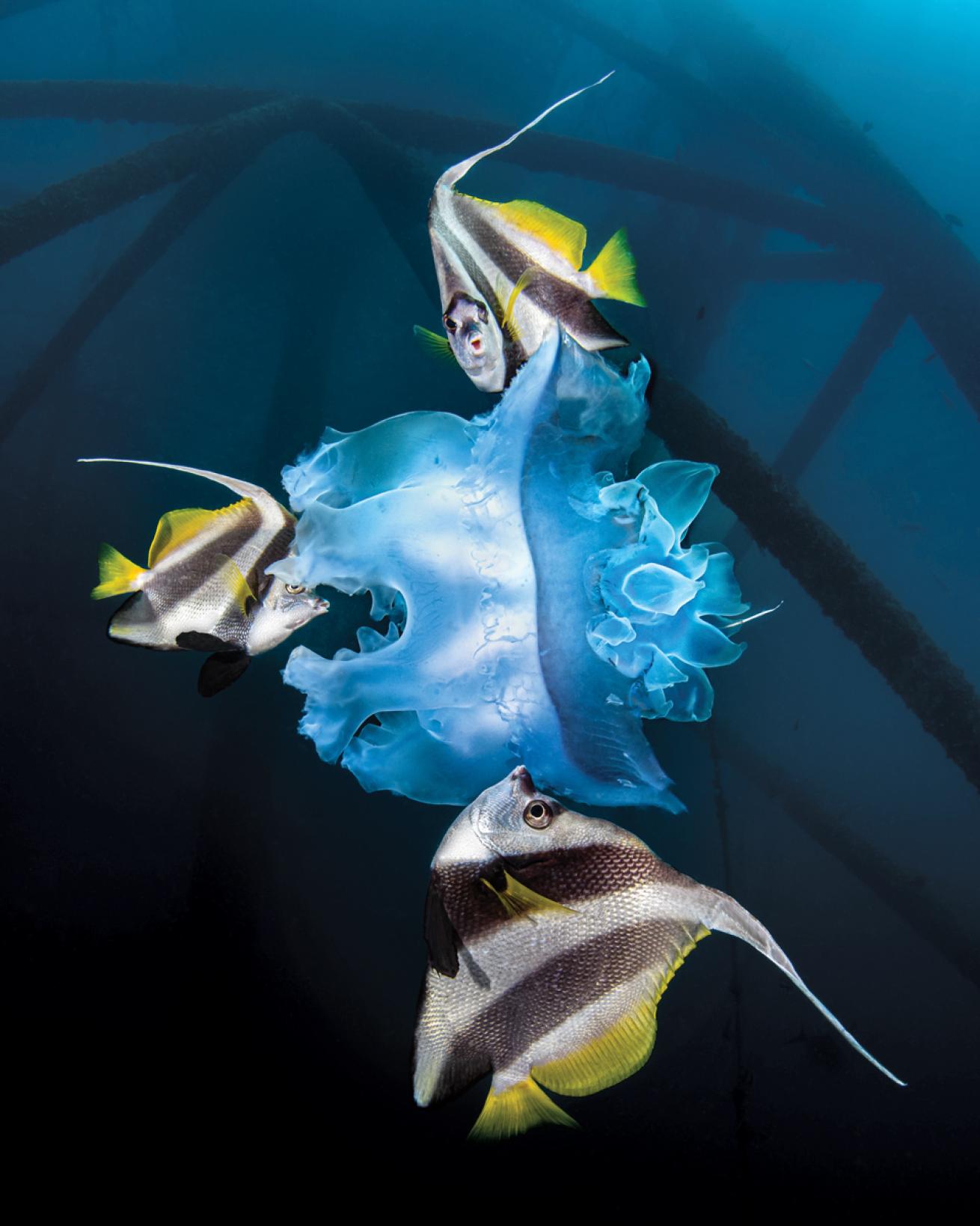 bannerfish eating jellyfish