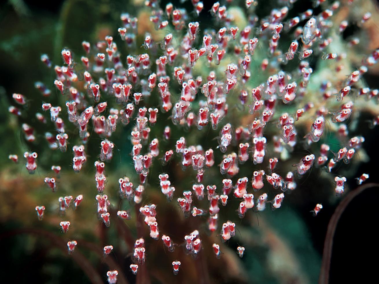 Idiomysis shrimp