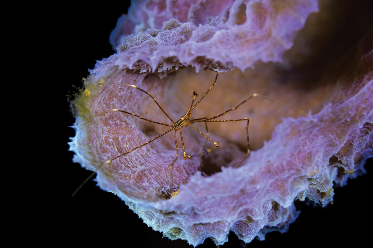 Crab in sponge