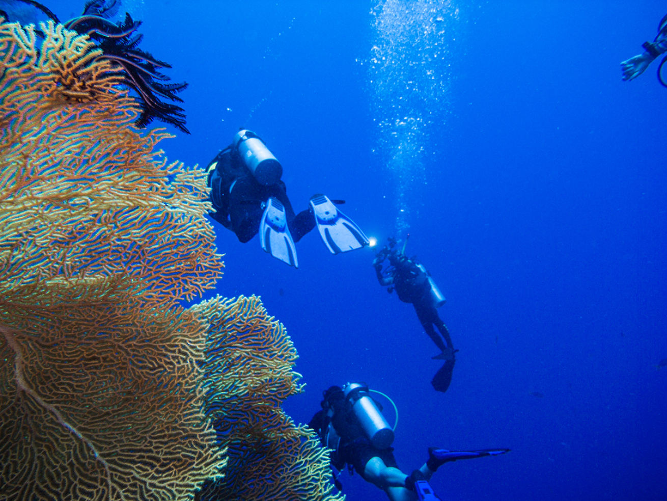 Drift divers by coral wall