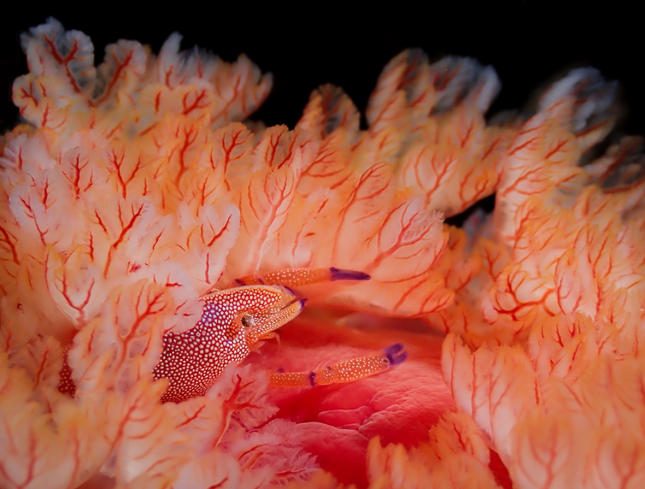 Shrimp
