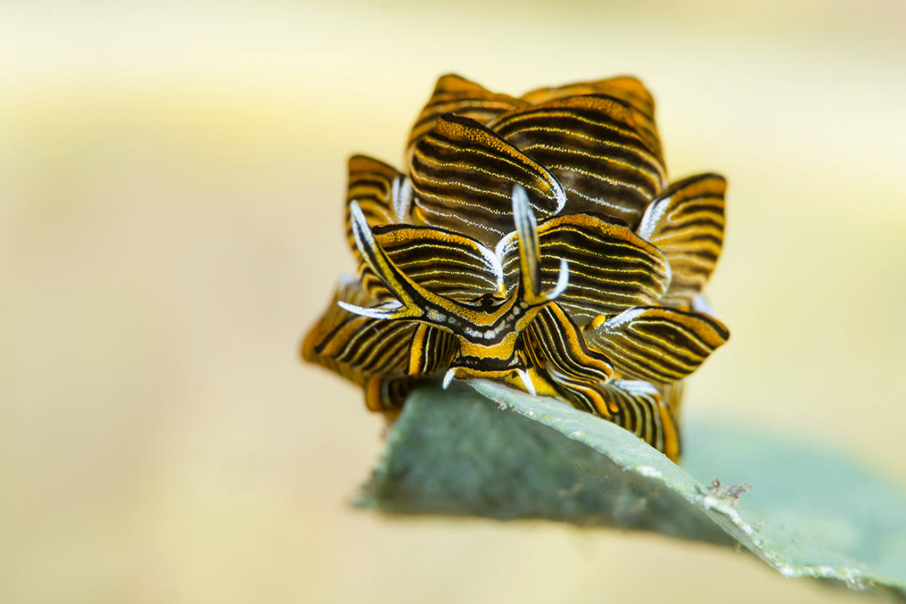 Butterfly sea slug