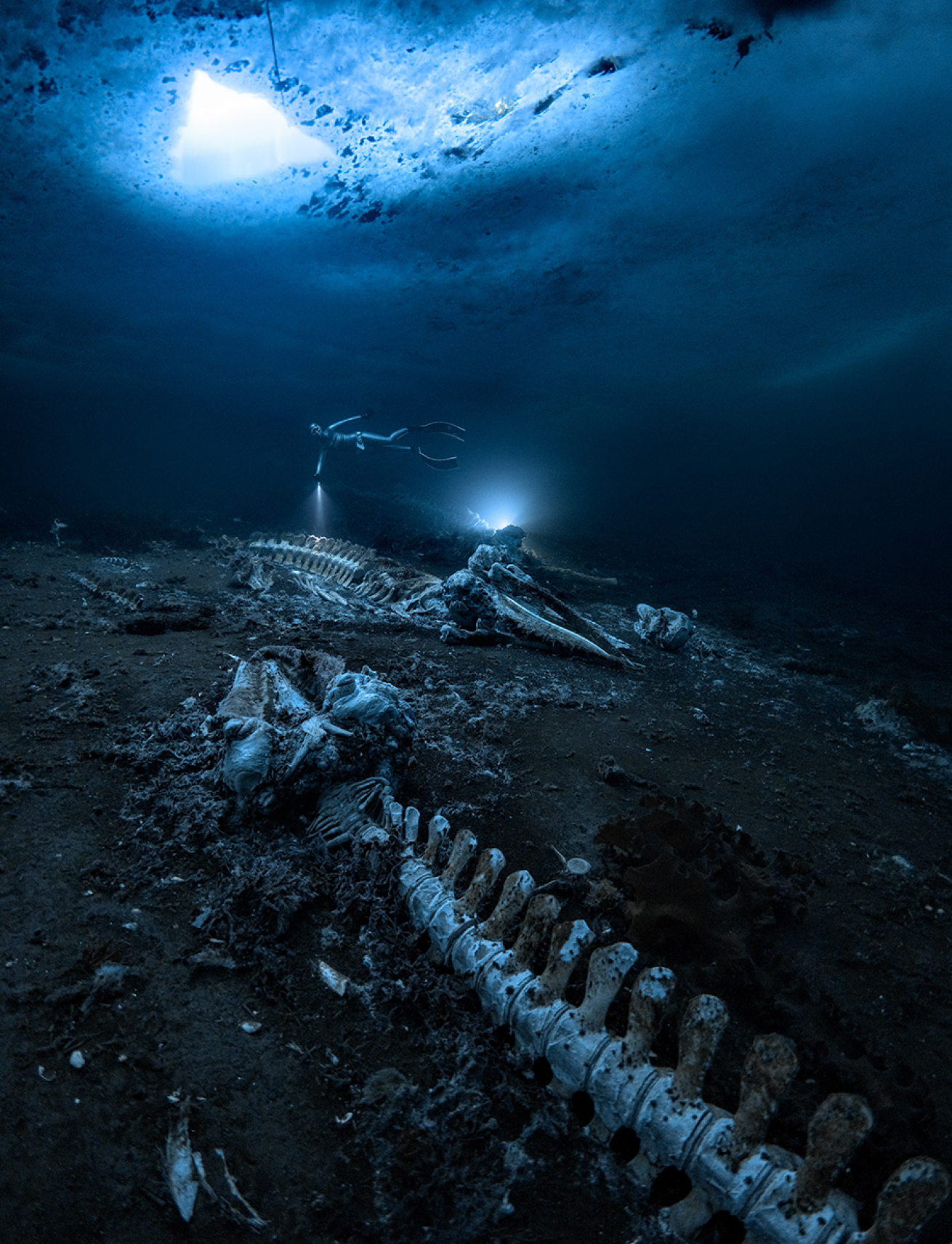Ice diving whale fall