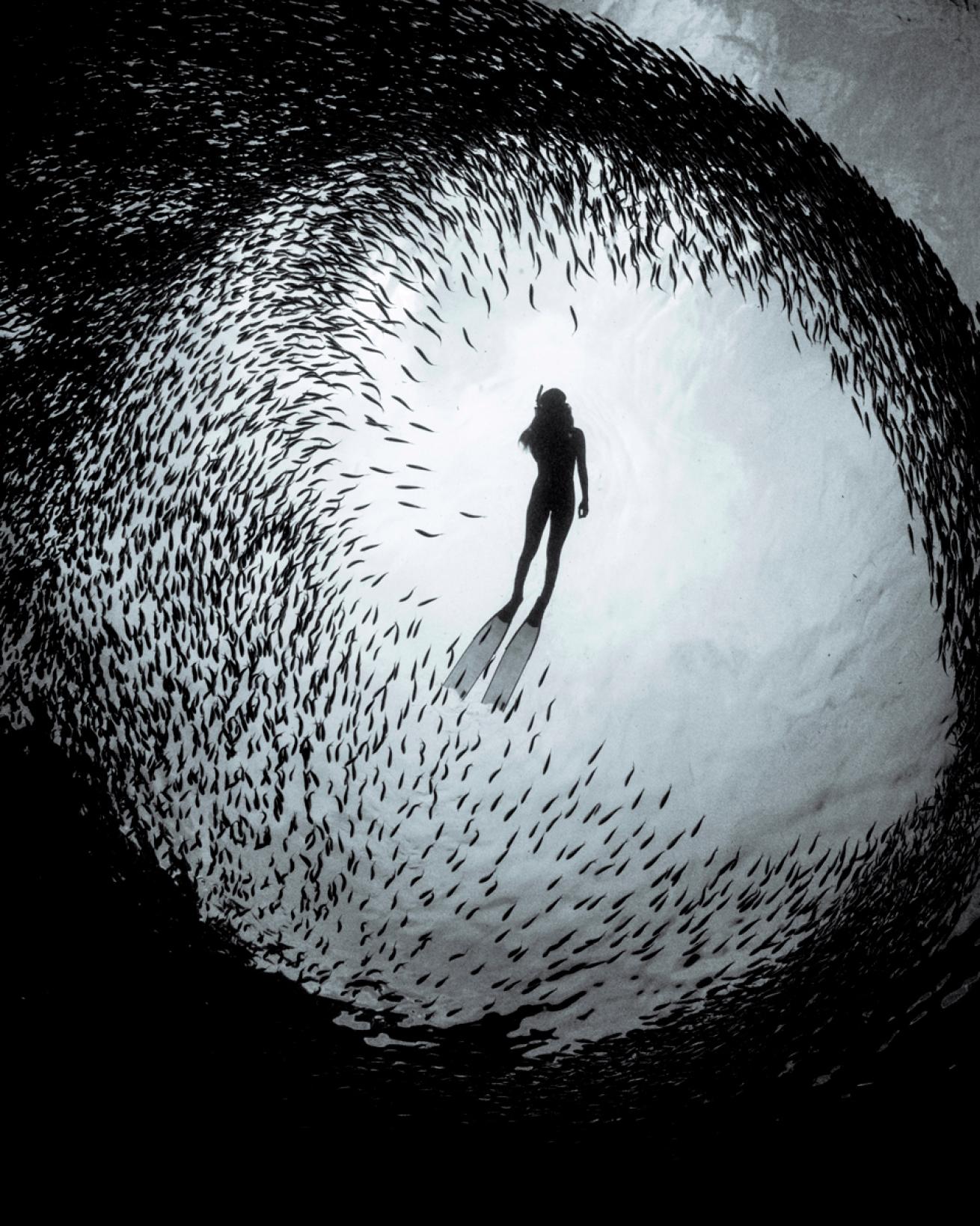 Fish encircle freediver silhouette