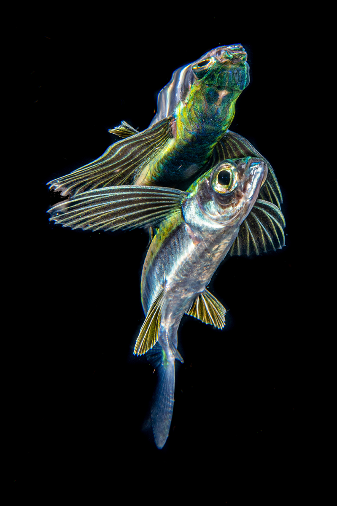 Fly fish