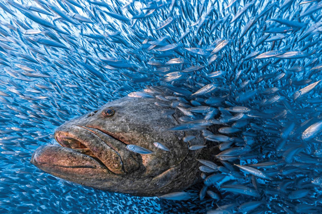 Grouper