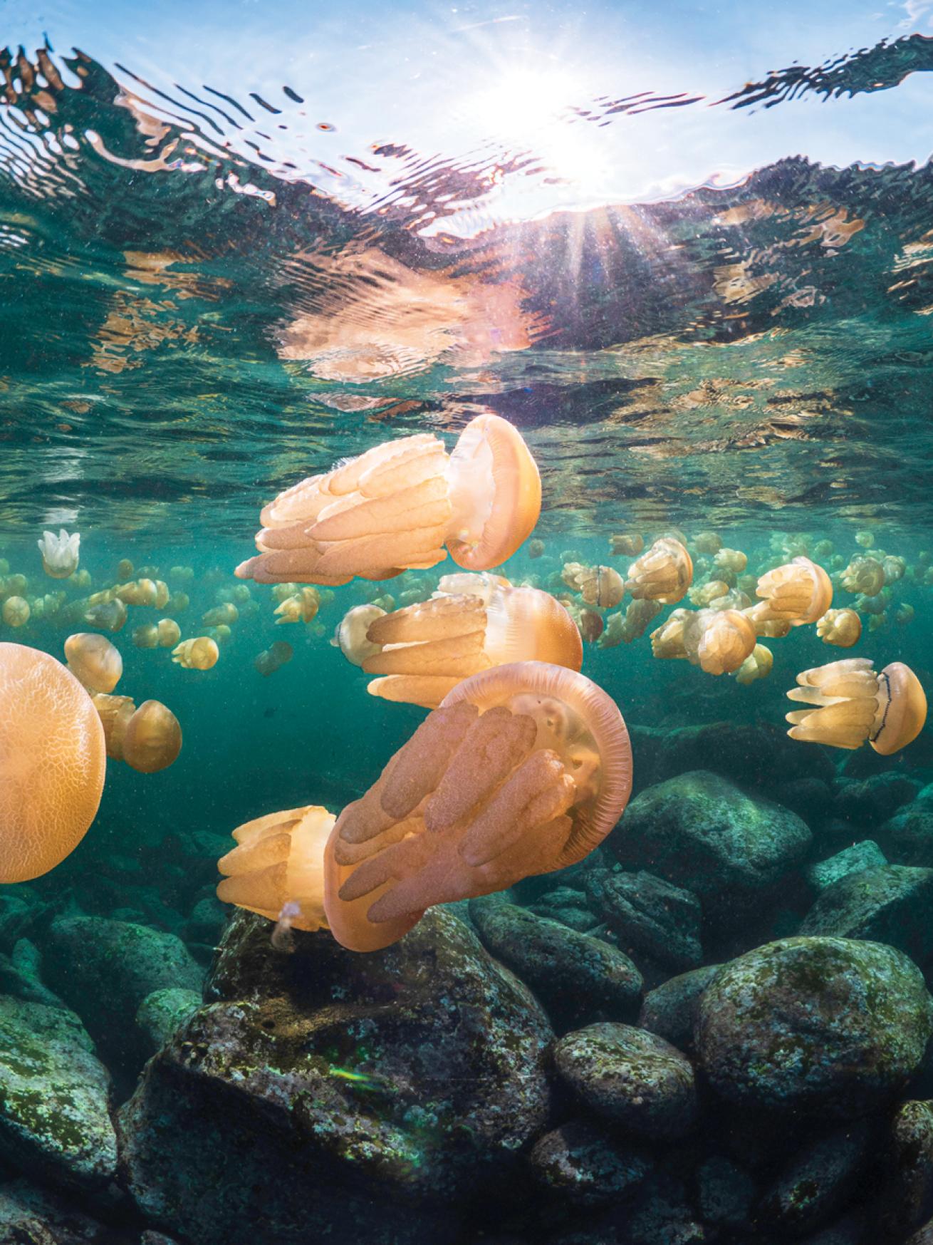 Jellfyfish migration