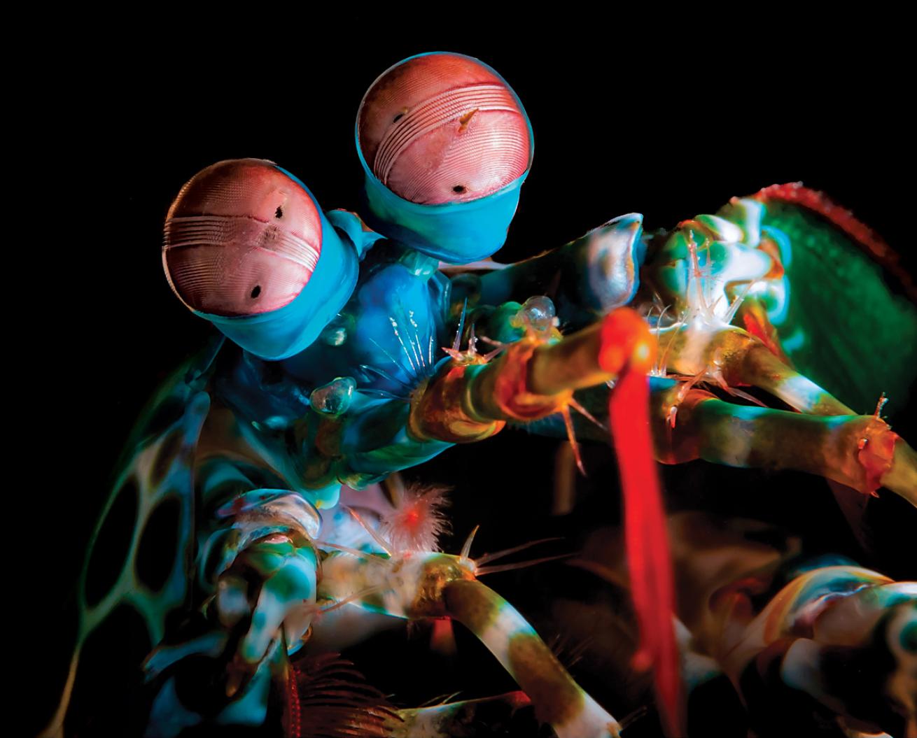 Mantis shrimp