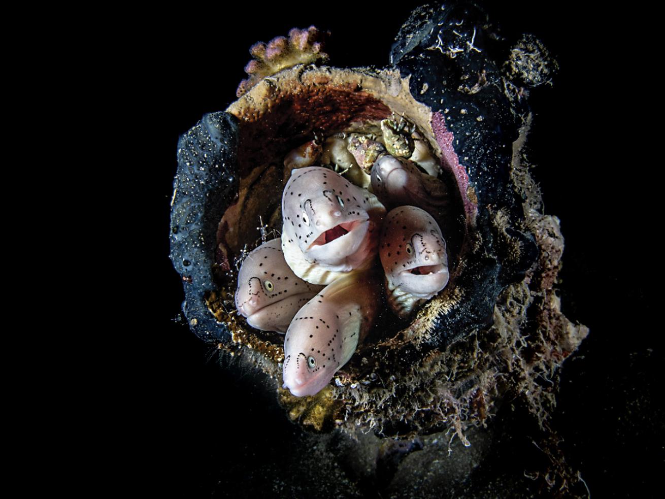 Moray eels huddled