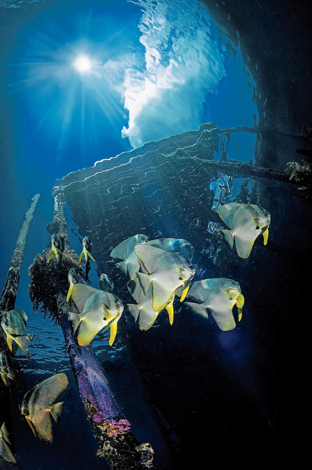 Fish under Wai Eco Resort pier
